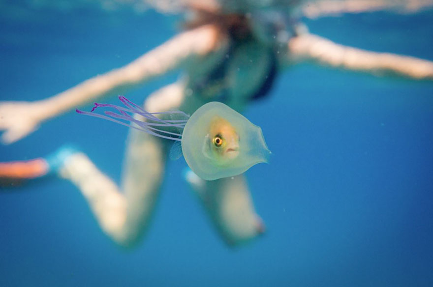 pez-atrapado-interior-medusa-tim-samuel (2)