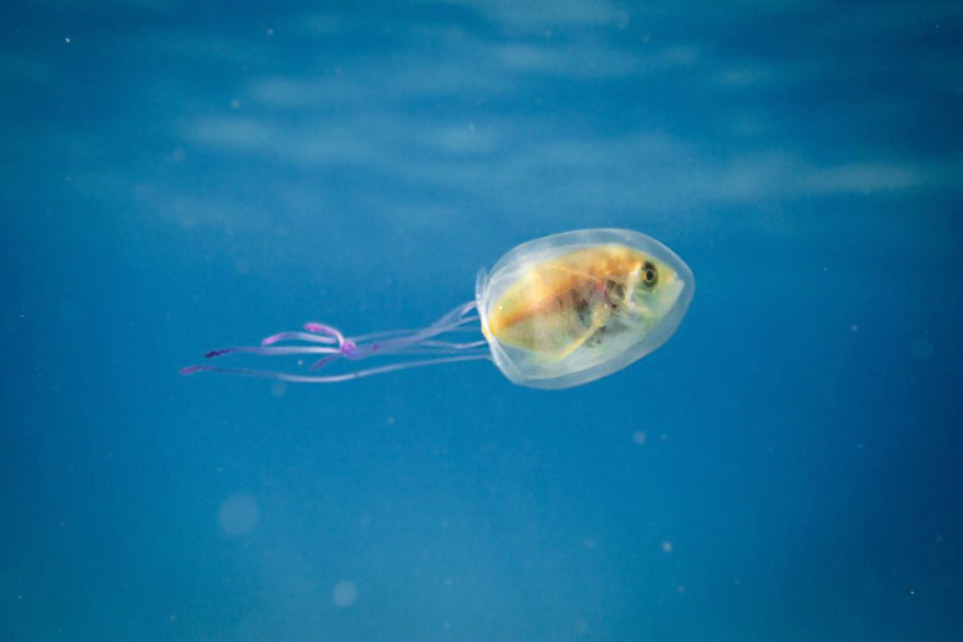 pez-atrapado-interior-medusa-tim-samuel (3)