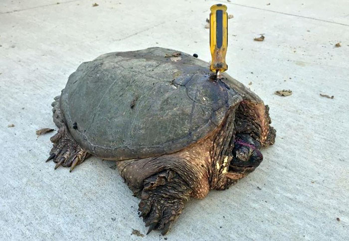 tortuga-atacada-destornillador-recuperada-tuttle (3)