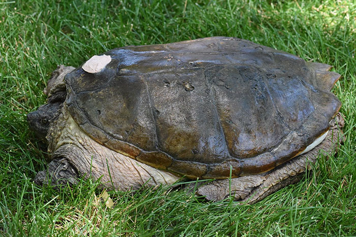 tortuga-atacada-destornillador-recuperada-tuttle (4)