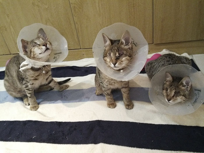 3-gatos-ciegos-adoptados-catherine-magno (11)
