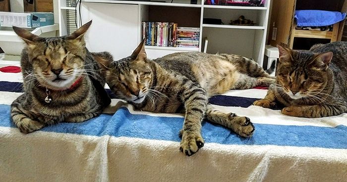 3-gatos-ciegos-adoptados-catherine-magno (5)