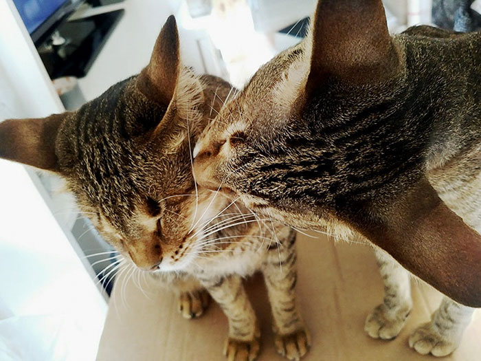 3-gatos-ciegos-adoptados-catherine-magno (6)