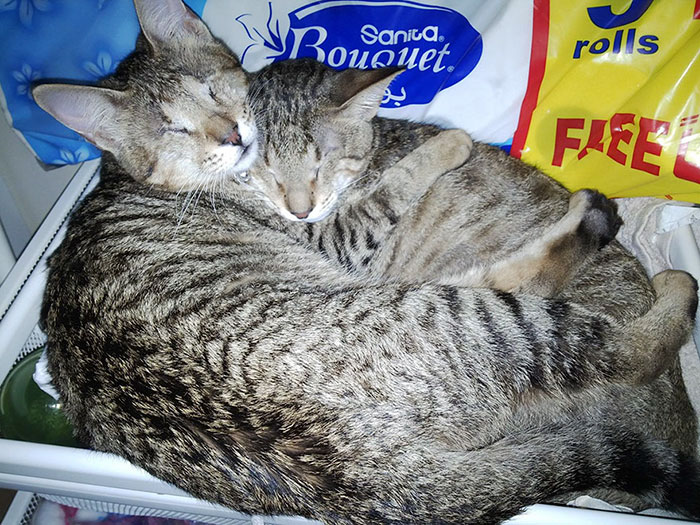 3-gatos-ciegos-adoptados-catherine-magno (7)