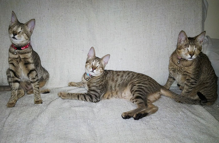 3-gatos-ciegos-adoptados-catherine-magno (8)