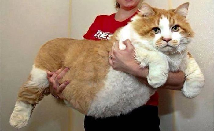 Gatos Gordos: Obesidad En Los Gatos