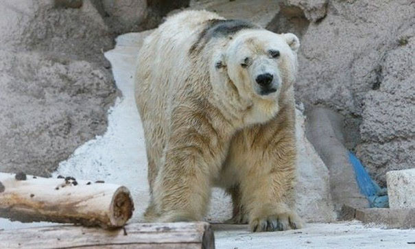 fallece-arturo-oso-polar-zoo-mendoza-argentina (1)