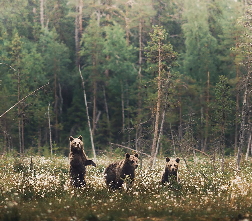 fotos-alimentando-animales-salvajes-finlandia-konsta-punkka-2 (11)