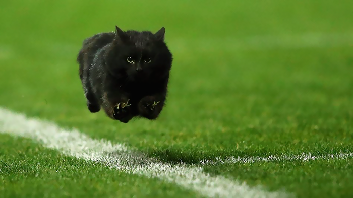 gato-volador-partido-rugby-photoshop (1)