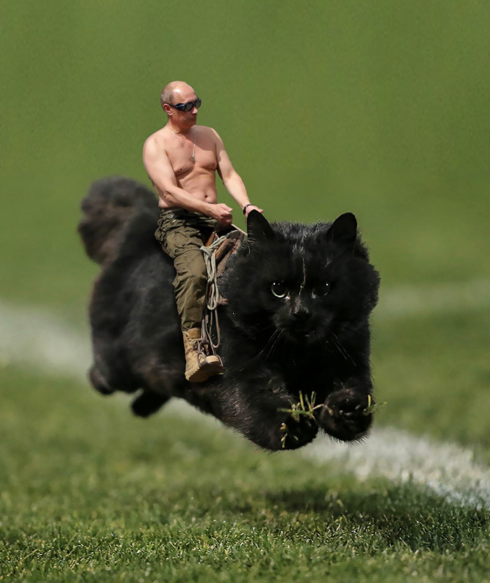 gato-volador-partido-rugby-photoshop (7)