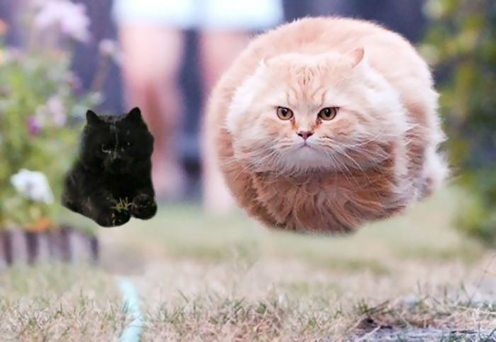 gato-volador-partido-rugby-photoshop (9)