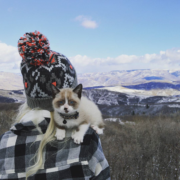 instagram-acampar-con-gatos-ryan-carter (11)