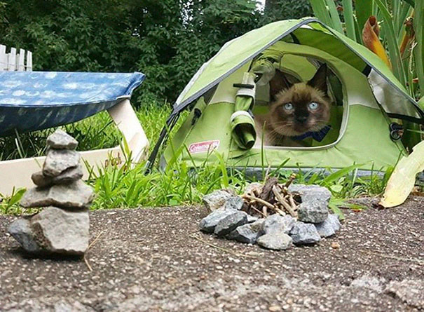 instagram-acampar-con-gatos-ryan-carter (2)