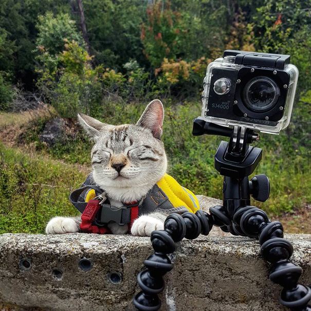 instagram-acampar-con-gatos-ryan-carter (3)