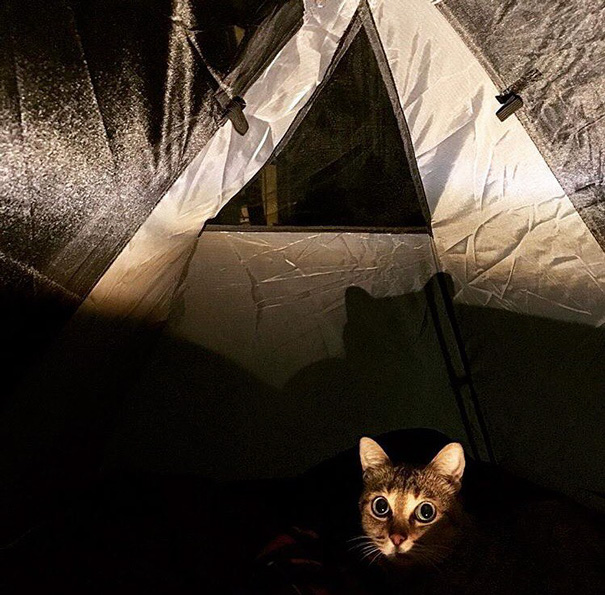 instagram-acampar-con-gatos-ryan-carter (5)