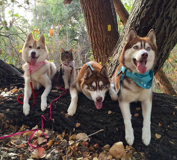 El instagram «Camping with cats» te inspirará para a tu gato de acampada | Bored