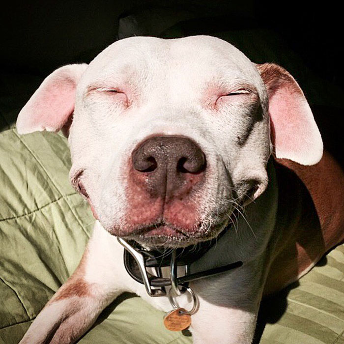 perro-pitbull-rescatado-sonrisa-brinks (2)
