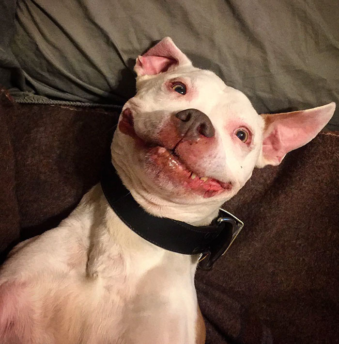 perro-pitbull-rescatado-sonrisa-brinks (7)