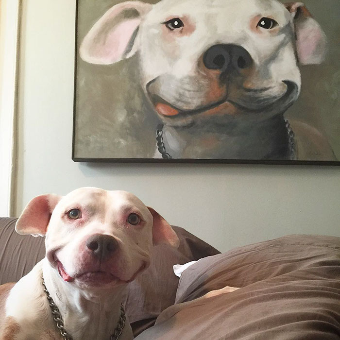 perro-pitbull-rescatado-sonrisa-brinks (8)
