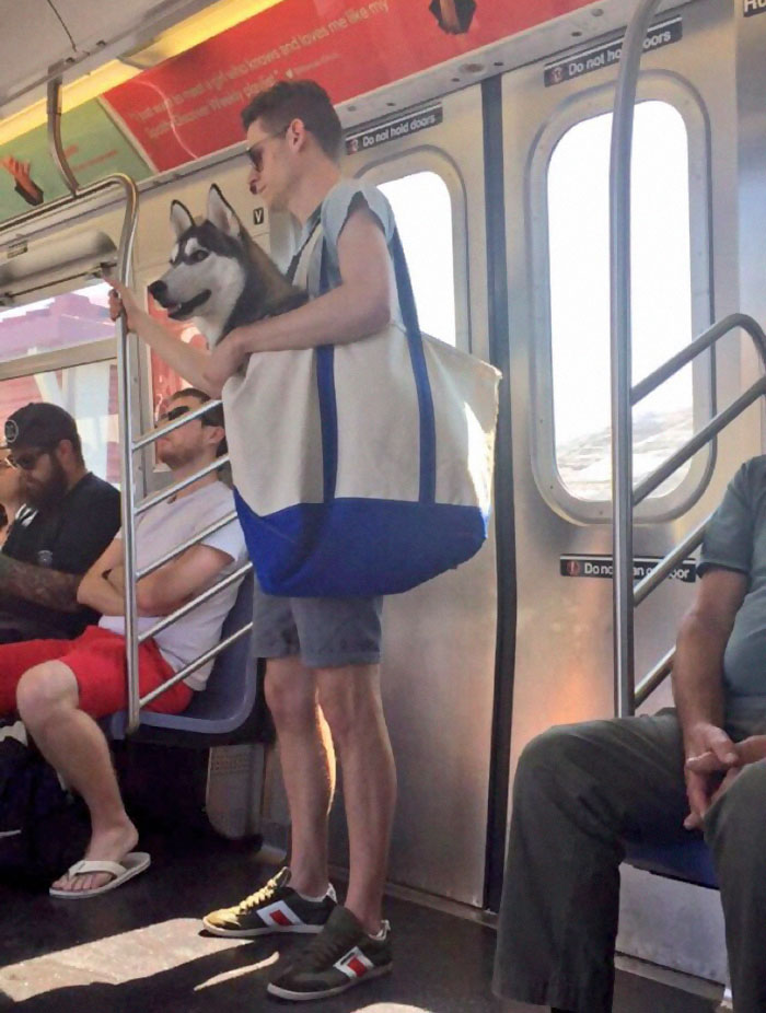 En el metro de Nueva York no se permiten perros salvo que vayan en un transporte... así que ocurrió esto