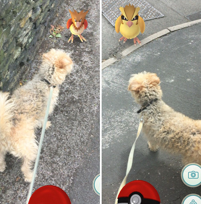 refugio-animal-paseo-perros-pokemon-go (3)