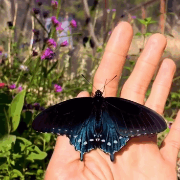 Un solo hombre consigue repoblar en su jardín una rara especie de mariposa
