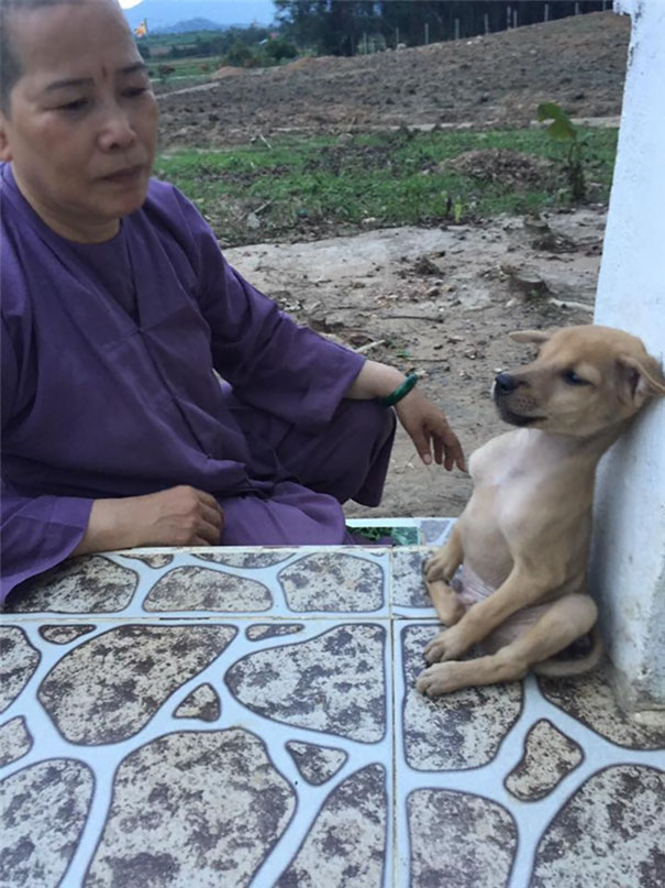 abrazo-cachorros-callejeros-rescatados-monjas-budistas-china (1)