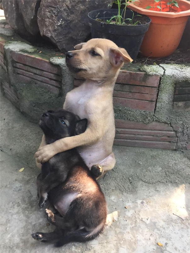 abrazo-cachorros-callejeros-rescatados-monjas-budistas-china (4)
