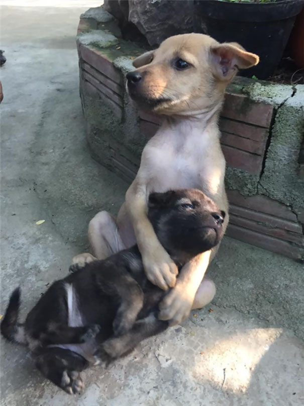 abrazo-cachorros-callejeros-rescatados-monjas-budistas-china (5)