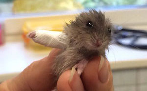Este hamster diminuto con una pata rota es encantador