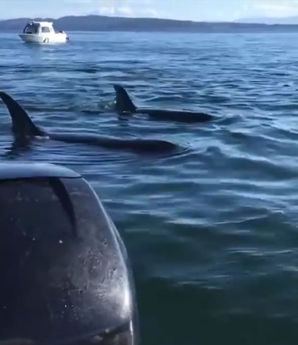 foca-barco-huida-orcas-canada (2)