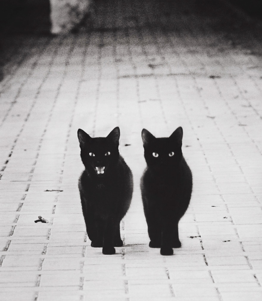 fotos-blanco-negro-gatos-misteriosos (11)