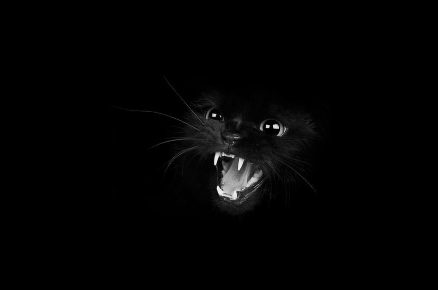 fotos-blanco-negro-gatos-misteriosos (12)