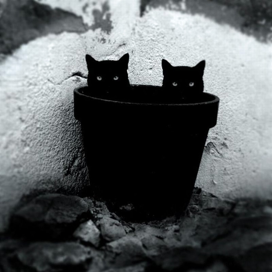 fotos-blanco-negro-gatos-misteriosos (13)
