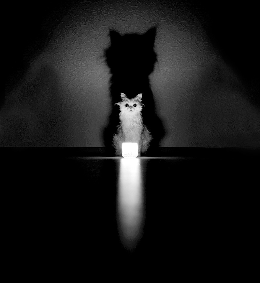 fotos-blanco-negro-gatos-misteriosos (14)