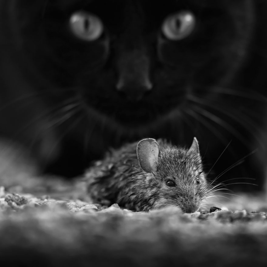 fotos-blanco-negro-gatos-misteriosos (2)