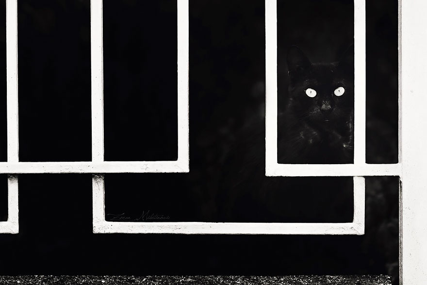 fotos-blanco-negro-gatos-misteriosos (4)