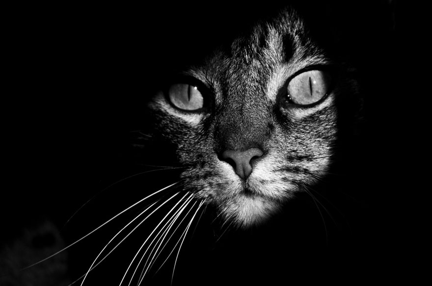 fotos-blanco-negro-gatos-misteriosos (5)