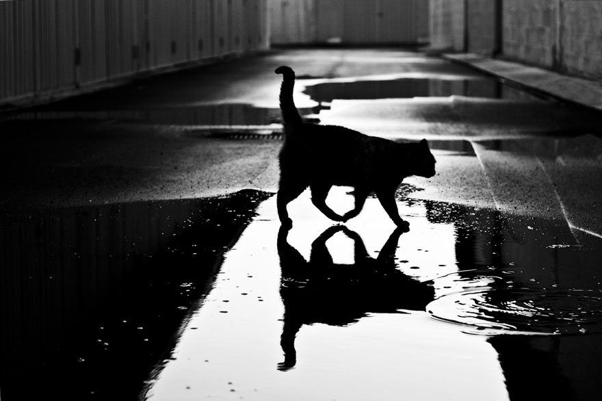 fotos-blanco-negro-gatos-misteriosos (7)