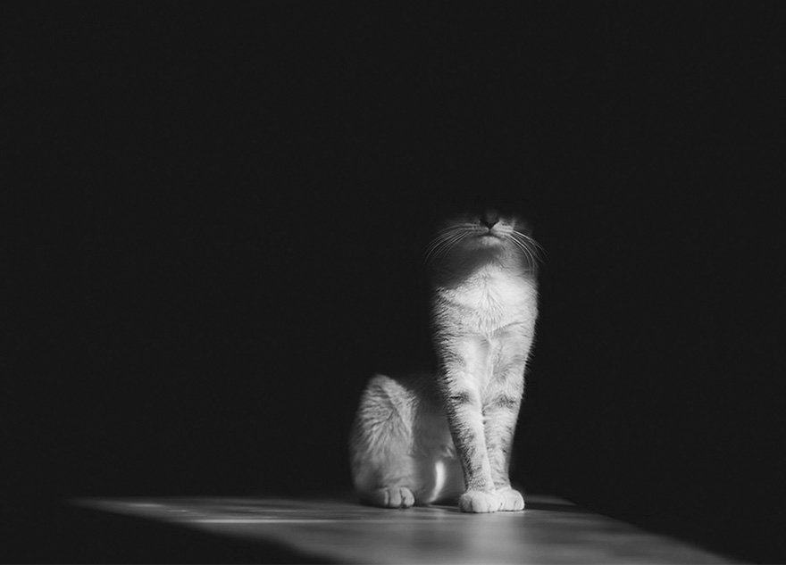 fotos-blanco-negro-gatos-misteriosos (8)