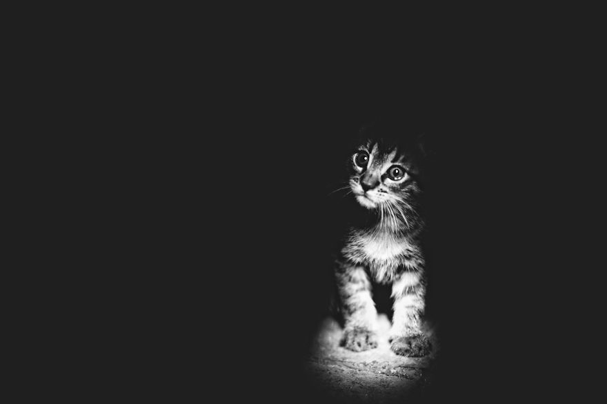 fotos-blanco-negro-gatos-misteriosos (9)