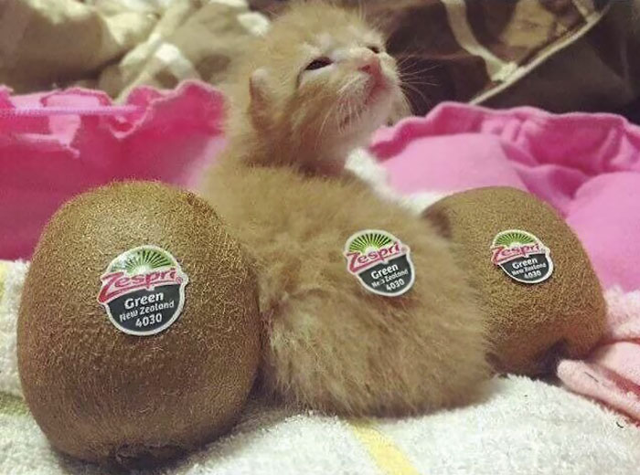 20 De los gatitos más adorables que existen