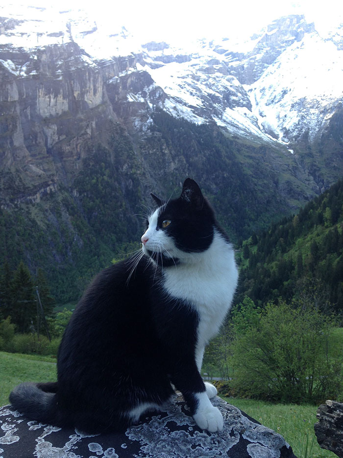 gato-guia-turista-perdido-gimmelwald-suiza (2)