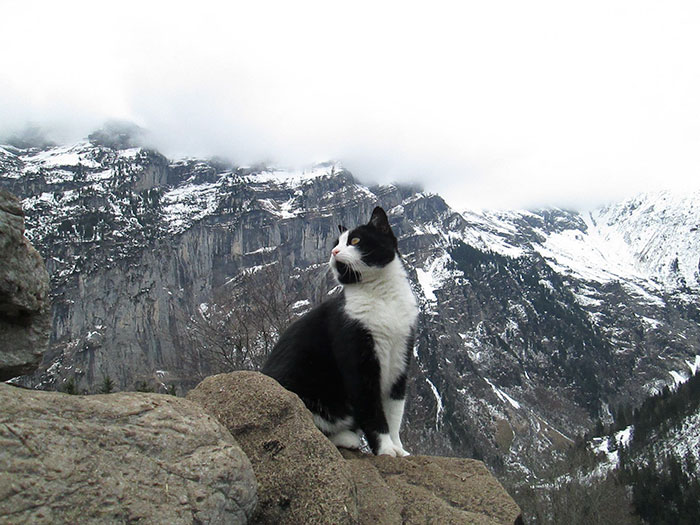 gato-guia-turista-perdido-gimmelwald-suiza (4)