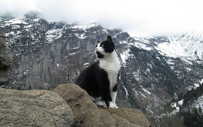 Este gato guió a un hombre perdido montaña abajo en Suiza