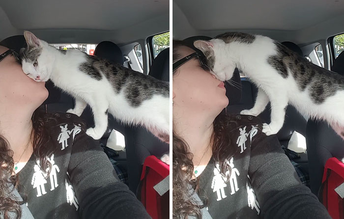 Este gato salvado horas antes de ser sacrificado no dejó de agradecérselo a su rescatadora mientras iban a casa