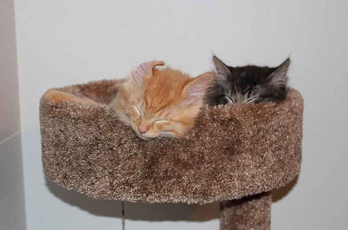 gatos-dormidos-juntos-cama-pequena-lili-renley (1)