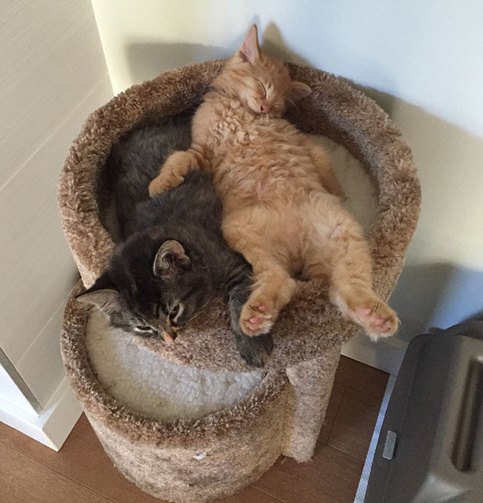 gatos-dormidos-juntos-cama-pequena-lili-renley (2)