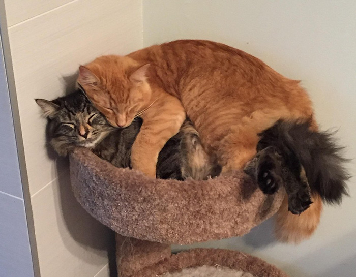 gatos-dormidos-juntos-cama-pequena-lili-renley (3)