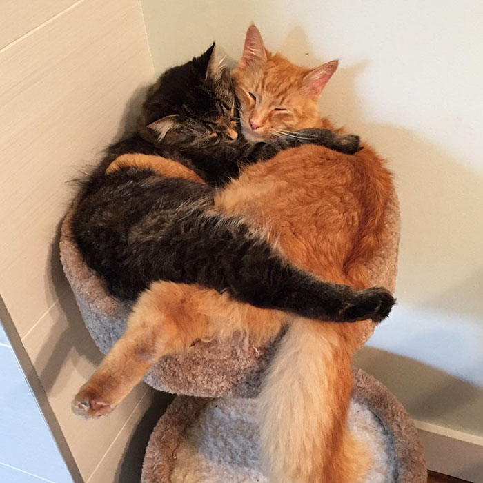 gatos-dormidos-juntos-cama-pequena-lili-renley (4)